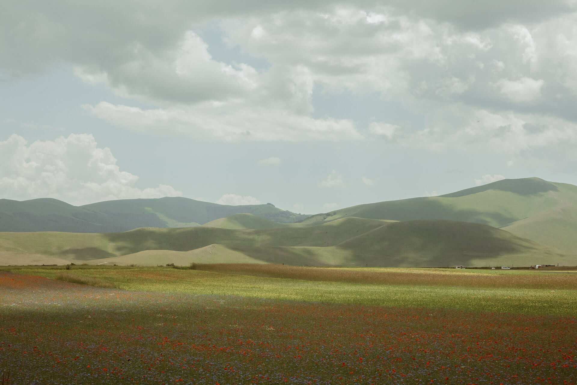 Fioritura di Castelluccio